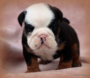 Gorgeous AKC Champion Line English Bulldog Puppies