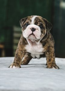 AKC ENGLISH BULLDOG PUPPIES
