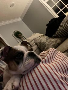 English bulldog for sale