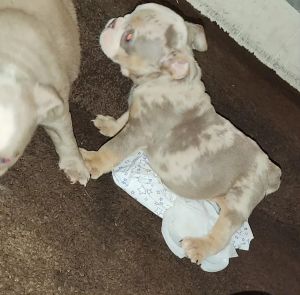 English Bulldog Puppies