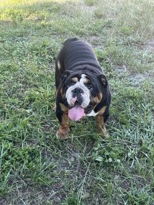 English bull dog needs home