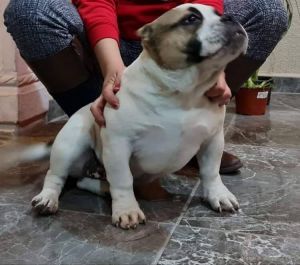 English Bulldog For Sale.