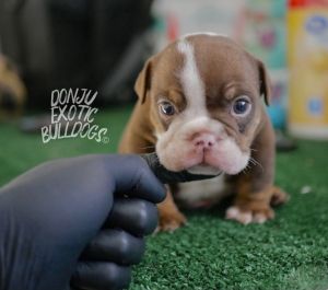 Chocolate Tri Mini English Bulldog