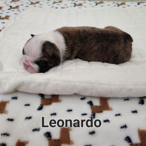 English Bulldog Puppies Champion Bread