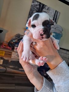 Frenchie/ English bulldogs