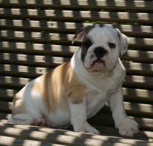 Charming and loving English Bull Dog