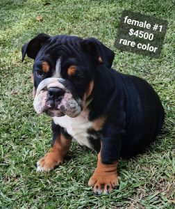 English Bulldogs Puppies