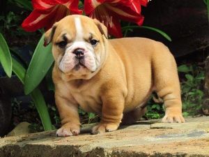Brightest English Bulldog Puppies