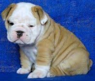 charming English Bulldog Puppies for sale