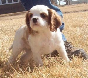 Cavalier King Charles Spaniel for adoption