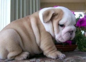 Stunning KC Registered English Bulldog Puppies