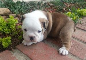 PuppiesEnglish Bulldog For Sale