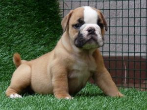 Home raise English bulldog