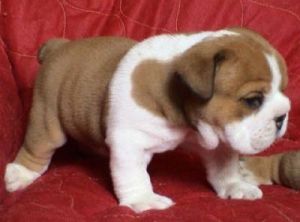 Good Bulldog Puppies For Adoption