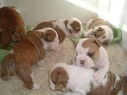 English Bull Dog puppies