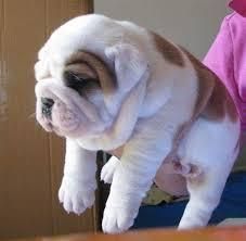 Pure Breed Male and Female English Bulldog Puppies