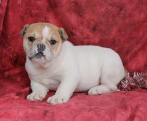 ADORABLE ENGLISH BULLDOG PUPPIES FOR SALE