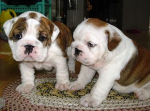 cute halthy english bulldogs