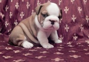 Males and females english bulldog puppies