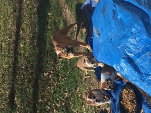 AKC English Bulldog puppies