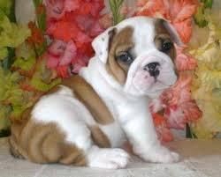 English Bulldog Puppies For Sale