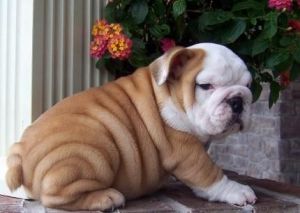 Adorable English Bulldog Puppies