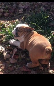 Affectionate English bulldog puppies for adoption