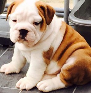 2 cute english bulldog puppies