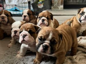 Superior litter of Bulldog Puppies