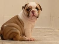 Adorable English Bulldog Puppies