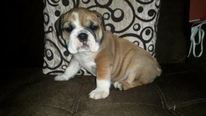 Gorgeous English bulldog puppies for sale