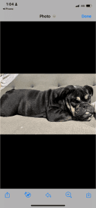 Female British Bulldog 14 months old female not desexed can’t keep at