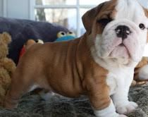 English bulldogs