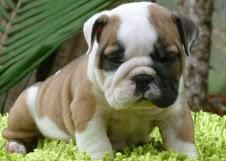 Male and Female english bulldog puppies available