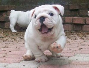 ENGLISH BULLDOG AKC PUPPIES