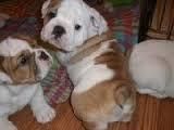 Bulldog Puppies