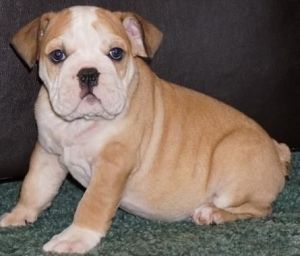 Urgent English Bulldog Puppies Ready