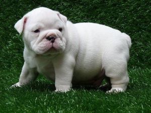 Contact me at *** For Bulldogs