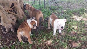 English bulldog pupd