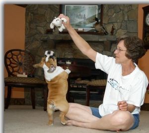 male and female english bulldog for adoption