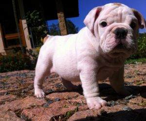 Healthy Puppies For Sale Visit Our Website