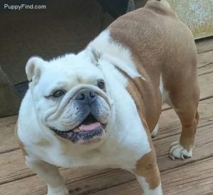 Adult English Bulldog