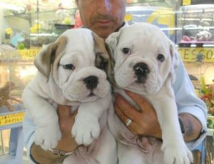 English Bulldog Pups