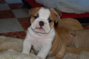 English bulldog puppies 12 weeks old Akc
