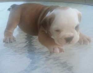 English Bulldog Puppies