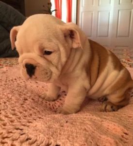 Male and Female English Bulldog Puppies