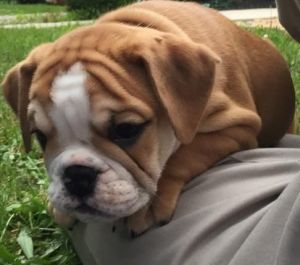English Bulldog Puppies Ready Now For New Homes