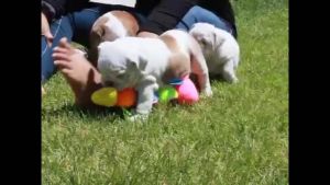 Purebred English Bulldog Pups