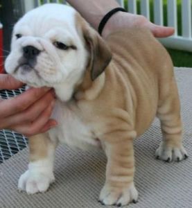 2 Amazing little English bulldog Puppies available