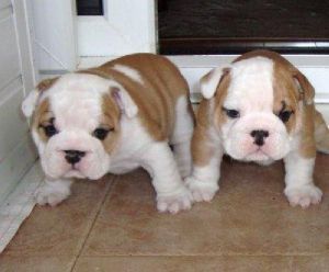 AKC registered english bulldog puppies
